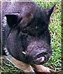 Porkchop