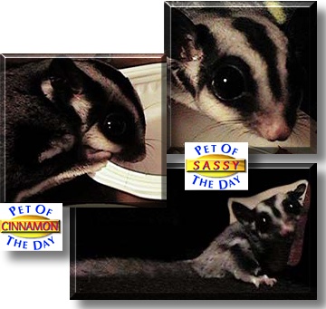 Sassy and Cinnamon, the Pet of the Day