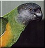 Beeper