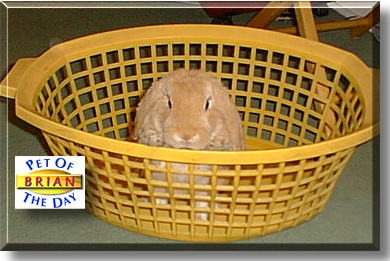 Brian, the Pet of the Day