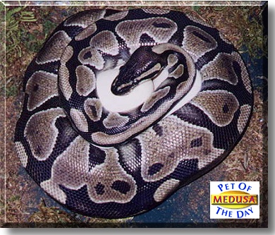 Medusa, the Pet of the Day