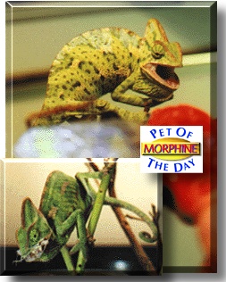 Morphine, the Pet of the Day
