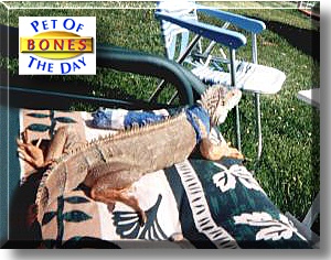 Bones, the Pet of the Day