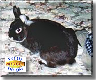 Midget, the Pet of the Day