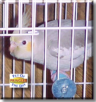 Pringles, the Pet of the Day