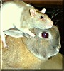 Ernie, Phoebe
