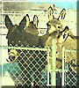 Hillary, Chelcie, Buckeye, Buttercup