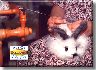 Gigglefeather, the Pet of the Day