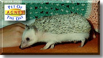 Agnes, the Pet of the Day