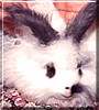 Gigglefeather