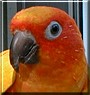 Bobbie