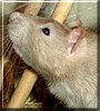 Wallnut