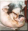 Roto