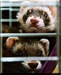 Feebee, Rufus