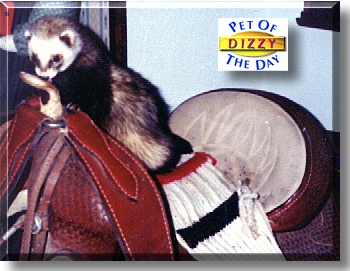 Dizzy, the Pet of the Day