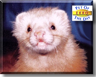 Ekko, the Pet of the Day