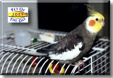 Joey, the Pet of the Day