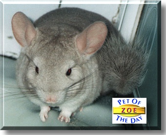 Zoe, the Pet of the Day