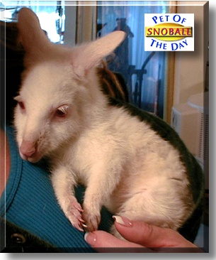 Snoball, the Pet of the Day