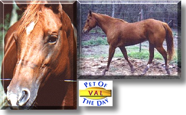 Val, the Pet of the Day