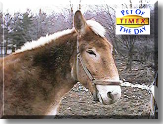 Timex, the Pet of the Day