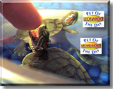 Leonardo and Michaelangelo, the Pet of the Day