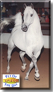 Epizod, the Pet of the Day