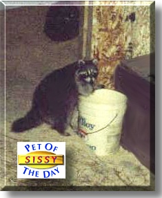 Sissy, the Pet of the Day