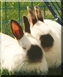 Sadie, Fidget