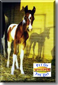 Whisper, the Pet of the Day