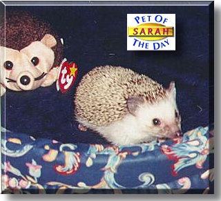 Sarah, the Pet of the Day