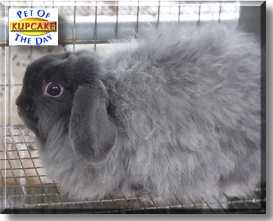 Kupcake, the Pet of the Day