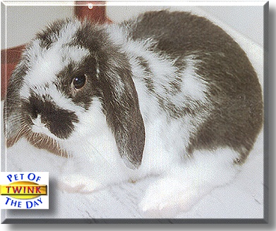 Twink, the Pet of the Day