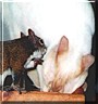 Lucie, Peewee