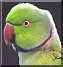 Pollie
