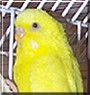 Tweety