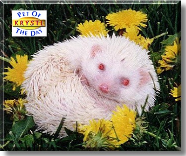 Krystl, the Pet of the Day