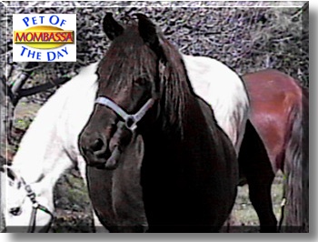 Mombassa, the Pet of the Day