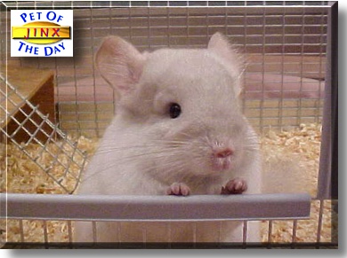 Jinx, the Pet of the Day
