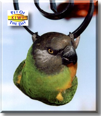 Kiwi, the Pet of the Day