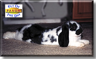 Panda, the Pet of the Day