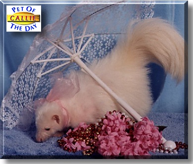 Callie, the Pet of the Day