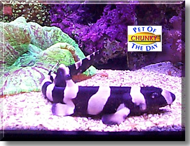 Chunky, the Pet of the Day