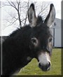 Bosco