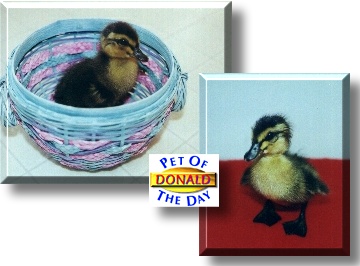 Donald, the Pet of the Day
