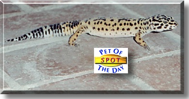 Spot, the Pet of the Day