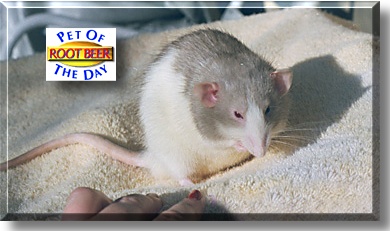 Root Beer Float, the Pet of the Day