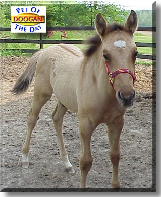 Doogan, the Pet of the Day