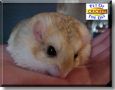 Cricket, the Pet of the Day