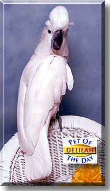 Delilah, the Pet of the Day
